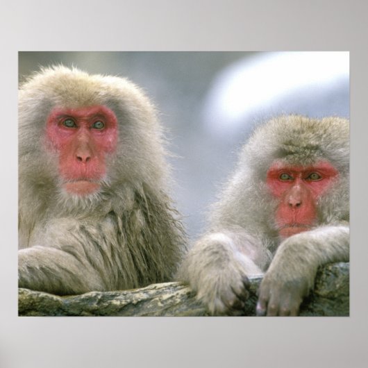Sneeuwaapparen, Japanse Macaque, Poster (Voorkant)