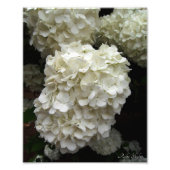 sneeuwbalboom foto afdruk (Voorkant)