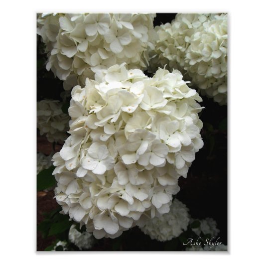 sneeuwbalboom foto afdruk (Voorkant)