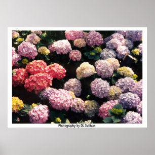 Sneeuwballen in roze en Paars door TDGallery Poster