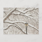 Sneeuwbedekking - Boom 2 Briefkaart (Voorkant)