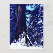 Sneeuwbedekking Briefkaart (Voorkant)