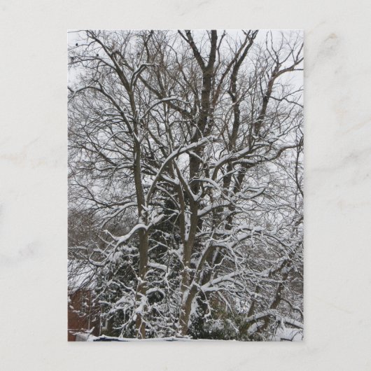 Sneeuwbedekking Briefkaart (Voorkant)