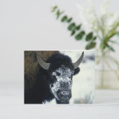 Sneeuwbedekking Buffalo Briefkaart (Staand voorkant)
