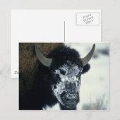 Sneeuwbedekking Buffalo Briefkaart (Voorkant / Achterkant)
