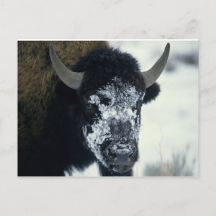 Sneeuwbedekking Buffalo Briefkaart