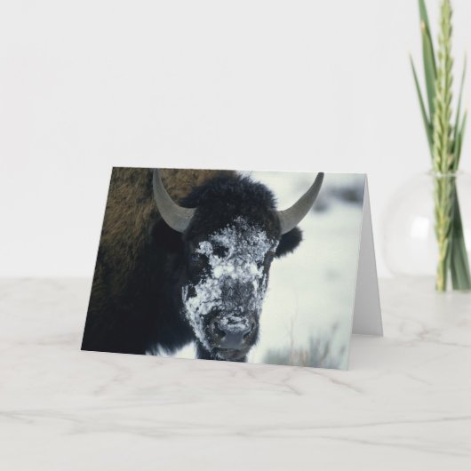 Sneeuwbedekking Buffalo Kaart (Voorkant)