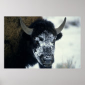 Sneeuwbedekking Buffalo Poster (Voorkant)