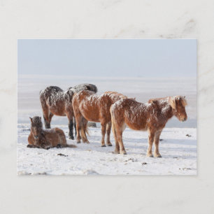 Sneeuwbedekking IJslandse paarden Briefkaart