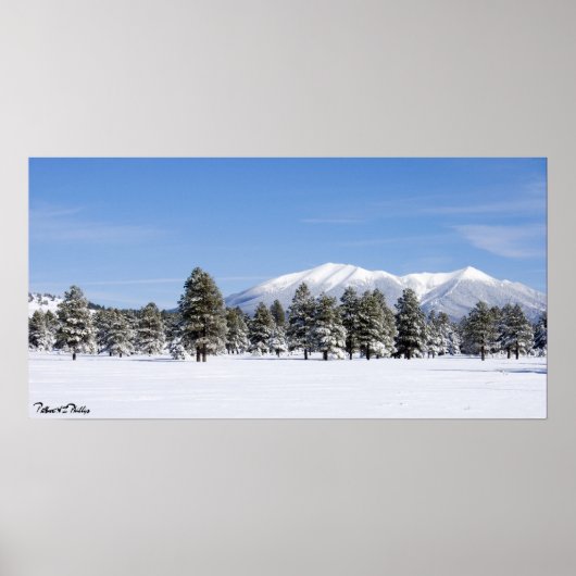 Sneeuwbedekking Pines & San Francisco Peaks Arizon Poster (Voorkant)