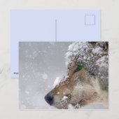 Sneeuwbedekking Wolf Briefkaart (Voorkant / Achterkant)