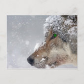 Sneeuwbedekking Wolf Briefkaart (Voorkant)