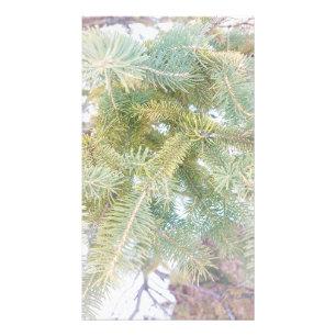 Sneeuwbedekte Spruce Trees. Bestel nu Foto Afdruk