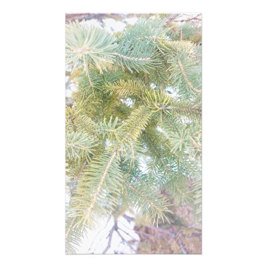 Sneeuwbedekte Spruce Trees. Bestel nu Foto Afdruk (Voorkant)