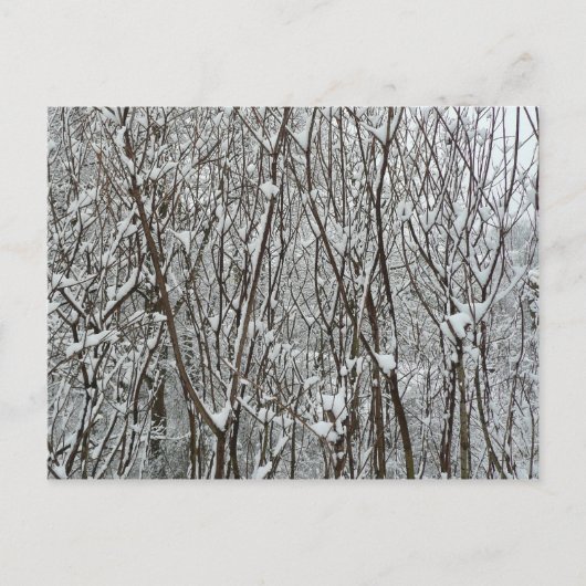 Sneeuwbedekte takken winter Abstract Briefkaart (Voorkant)