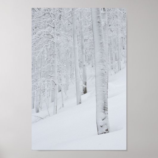 Sneeuwbedekte winterwonderland poster (Voorkant)