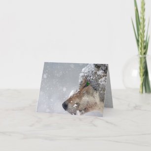 Sneeuwbedekte Wolf Face Close in Falling Snow Kaart