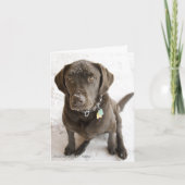Sneeuwbedrukte chocolade labrador Retriever Dosis Kaart (Voorkant)