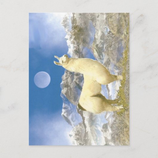 sneeuwBeer Briefkaart (Voorkant)