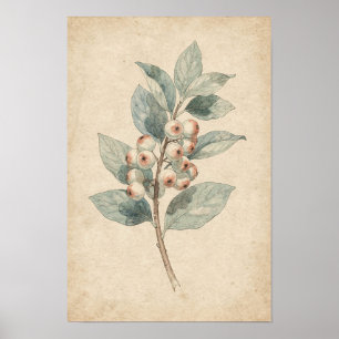 Sneeuwbes Tak Botanische Print Bes Studie