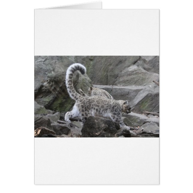 sneeuwblaasje (Voorkant)