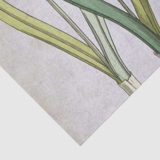  sneeuwbloem Blauwe Parchment Spring Tissuepapier (Detail)