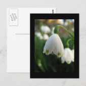 Sneeuwbloem Briefkaart (Voorkant / Achterkant)