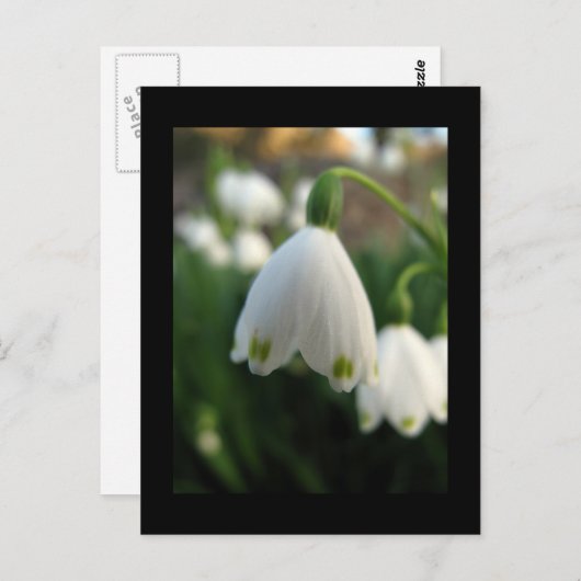 Sneeuwbloem Briefkaart (Voorkant / Achterkant)