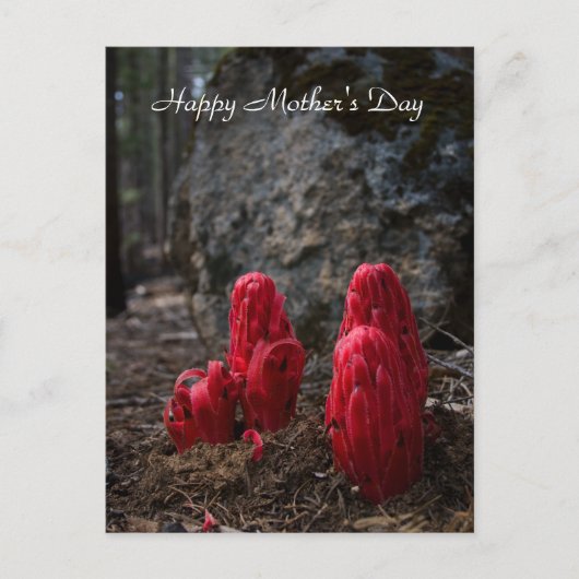 Sneeuwbloesem Moederdag Briefkaart (Voorkant)