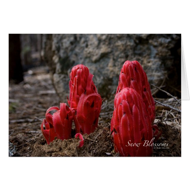 Sneeuwbloesems (Voorkant Horizontaal)