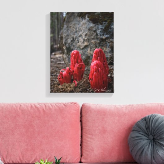 Sneeuwbloesems Canvas Afdruk (Insitu (Woonkamer))