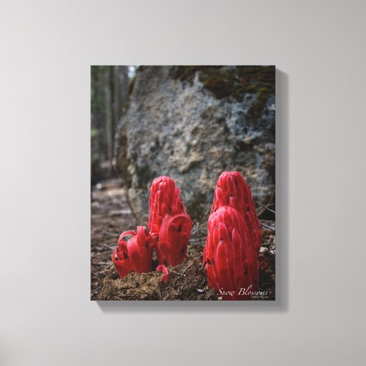 Sneeuwbloesems Canvas Afdruk (Voorkant)