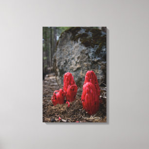 Sneeuwbloesems Canvas Afdruk