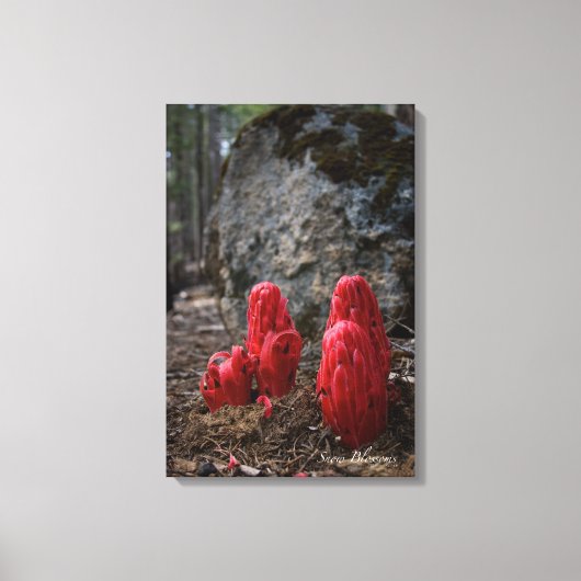 Sneeuwbloesems Canvas Afdruk (Voorkant)