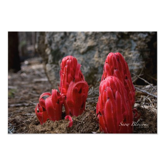 Sneeuwbloesems Foto Afdruk (Voorkant)