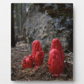 Sneeuwbloesems Fotoplaat (Voorkant)