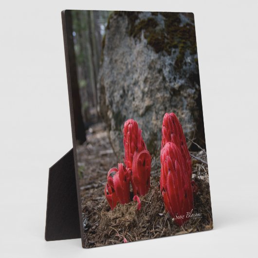 Sneeuwbloesems Fotoplaat (Zijkant)