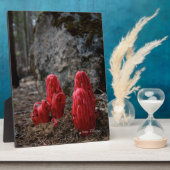 Sneeuwbloesems Fotoplaat (Zijkant)