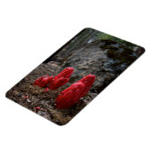 Sneeuwbloesems Magneet (Linkerzijde)