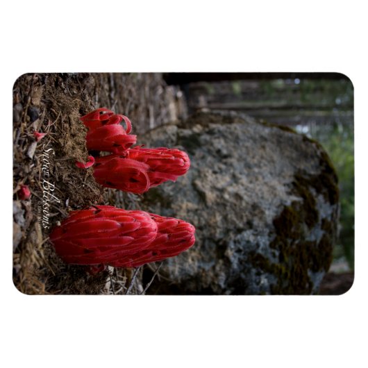 Sneeuwbloesems Magneet (Horizontaal)