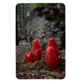 Sneeuwbloesems Magneet (Verticaal)