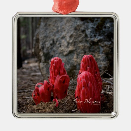 Sneeuwbloesems Metalen Ornament (Voorkant)