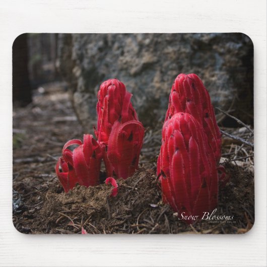 Sneeuwbloesems Muismat (Voorkant)