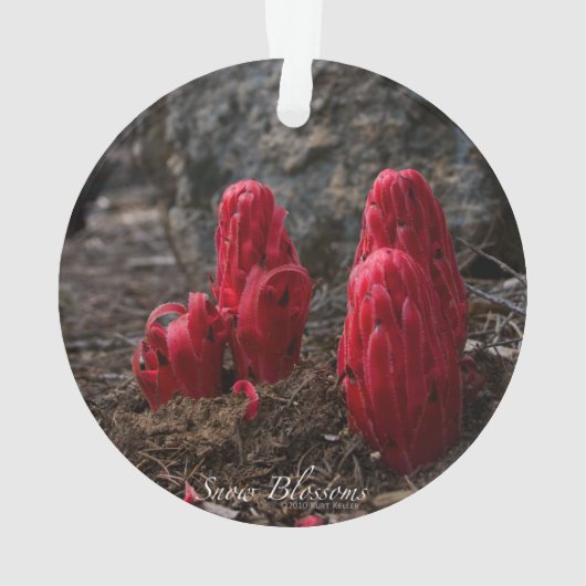 Sneeuwbloesems Ornament (achterkant)