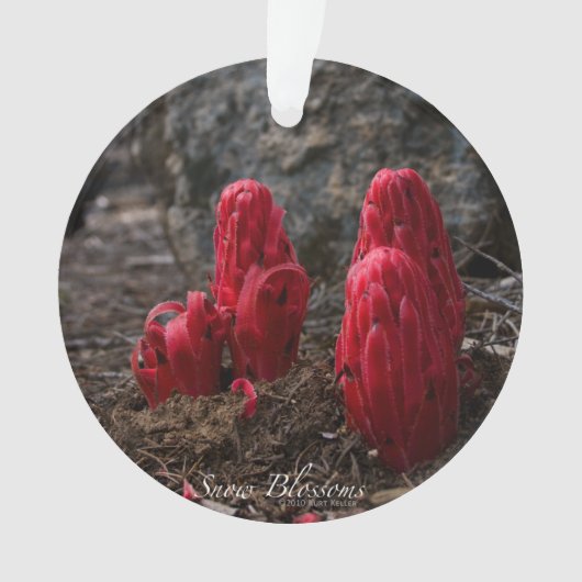 Sneeuwbloesems Ornament (voorkant)