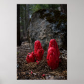 Sneeuwbloesems Poster (Voorkant)