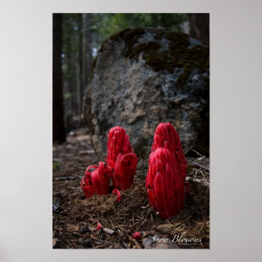 Sneeuwbloesems Poster (Voorkant)