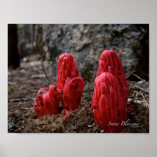 Sneeuwbloesems Poster (Voorkant)