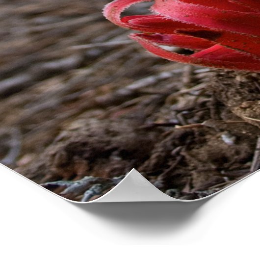 Sneeuwbloesems Poster (Hoek)