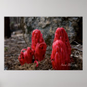 Sneeuwbloesems Poster (Voorkant)